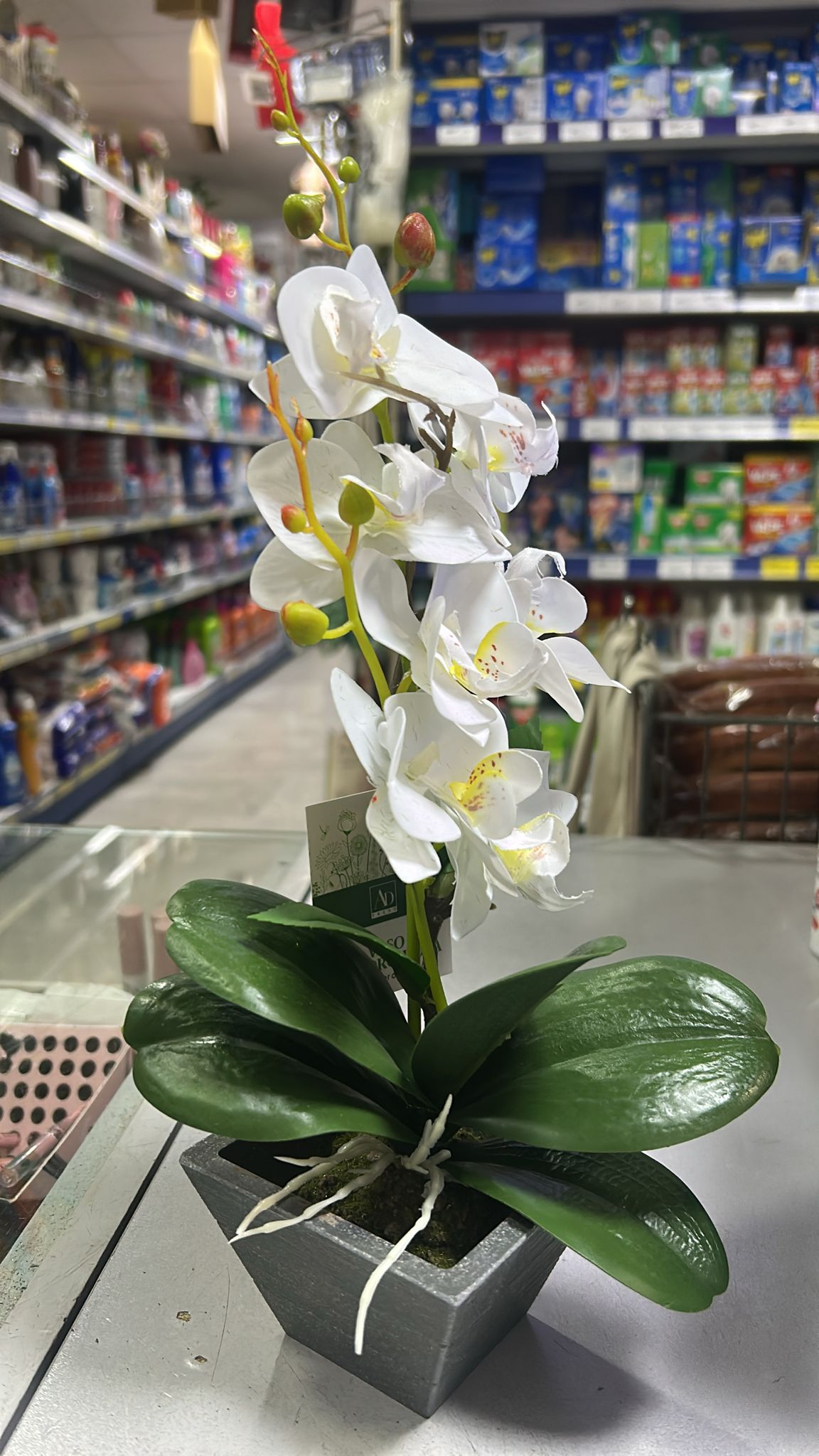 AD TREND VASO ORCHIDEA 10X10H35 71151