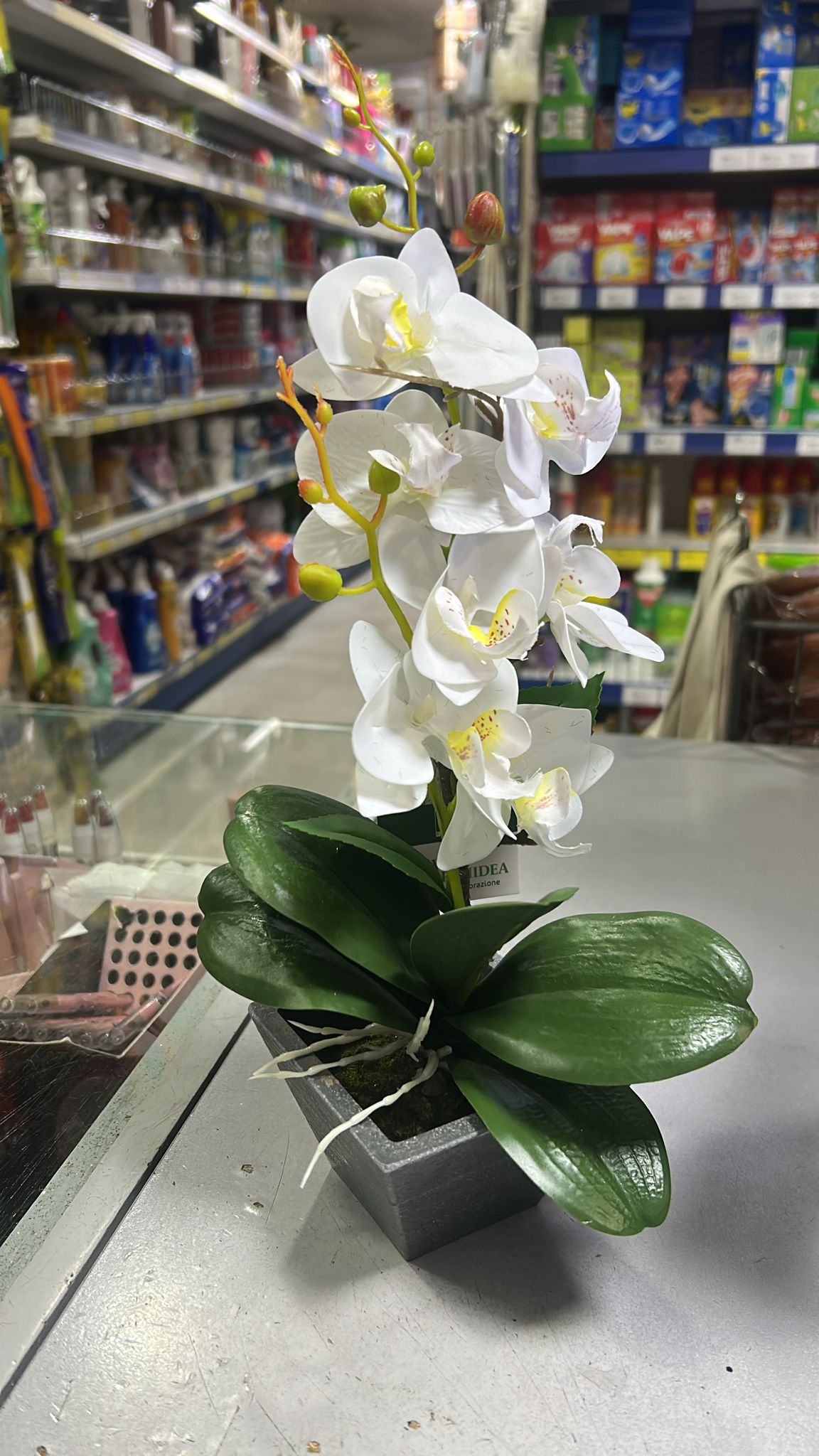 AD TREND VASO ORCHIDEA 10X10H35 71151